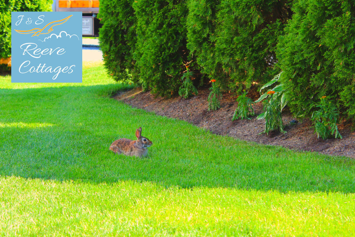 A Bunny resting in the shade of our Waterfront Vacation Rentals by J&S Reeve Cottages
