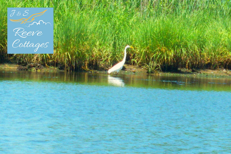 A White Egret searching waters for fish by our Waterfront Vacation Rentals by J&S Reeve Cottages