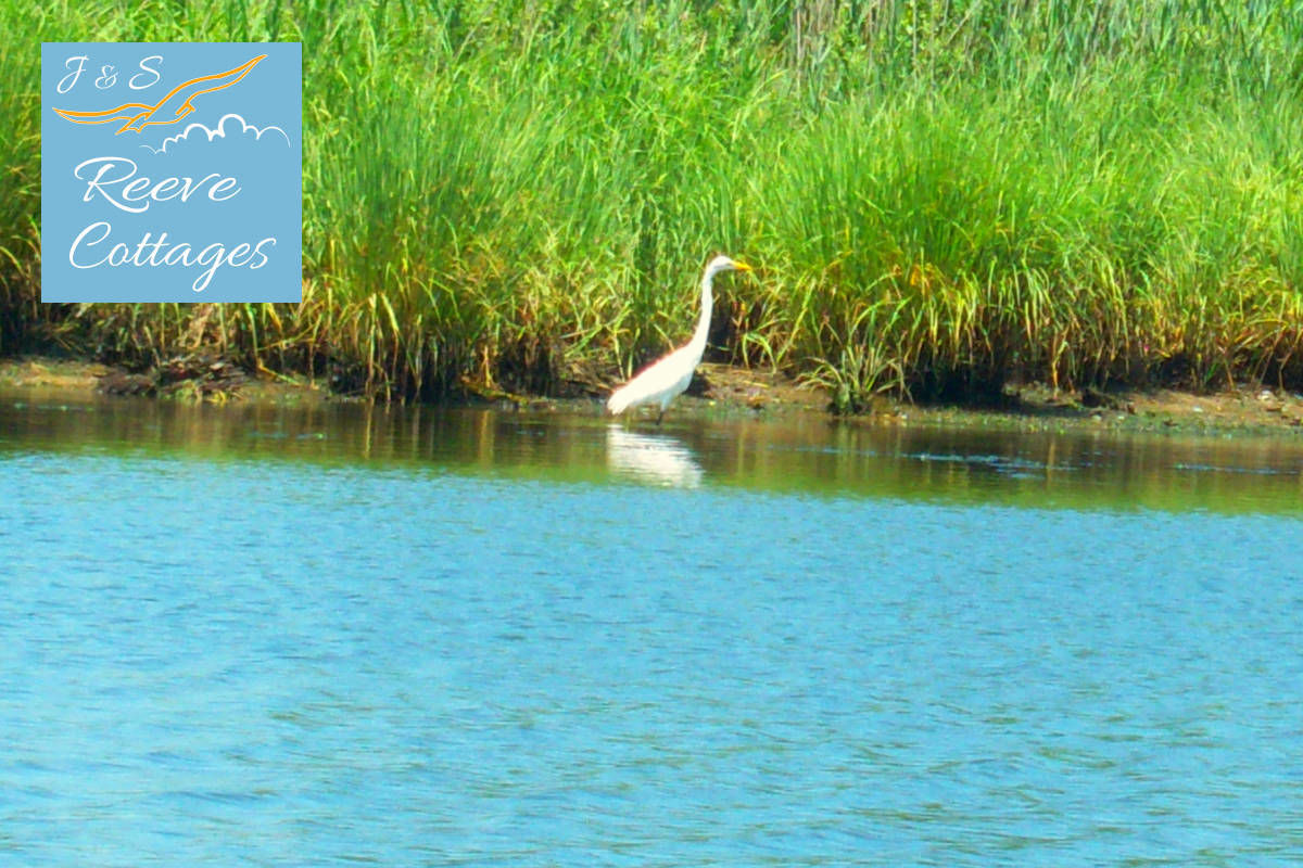 A White Egret searching waters for fish by our Waterfront Vacation Rentals by J&S Reeve Cottages