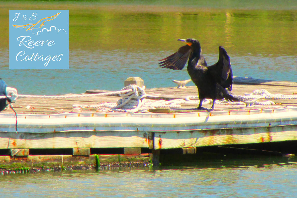 Black Egret on a dock by our Waterfront Vacation Rentals by J&S Reeve Cottages