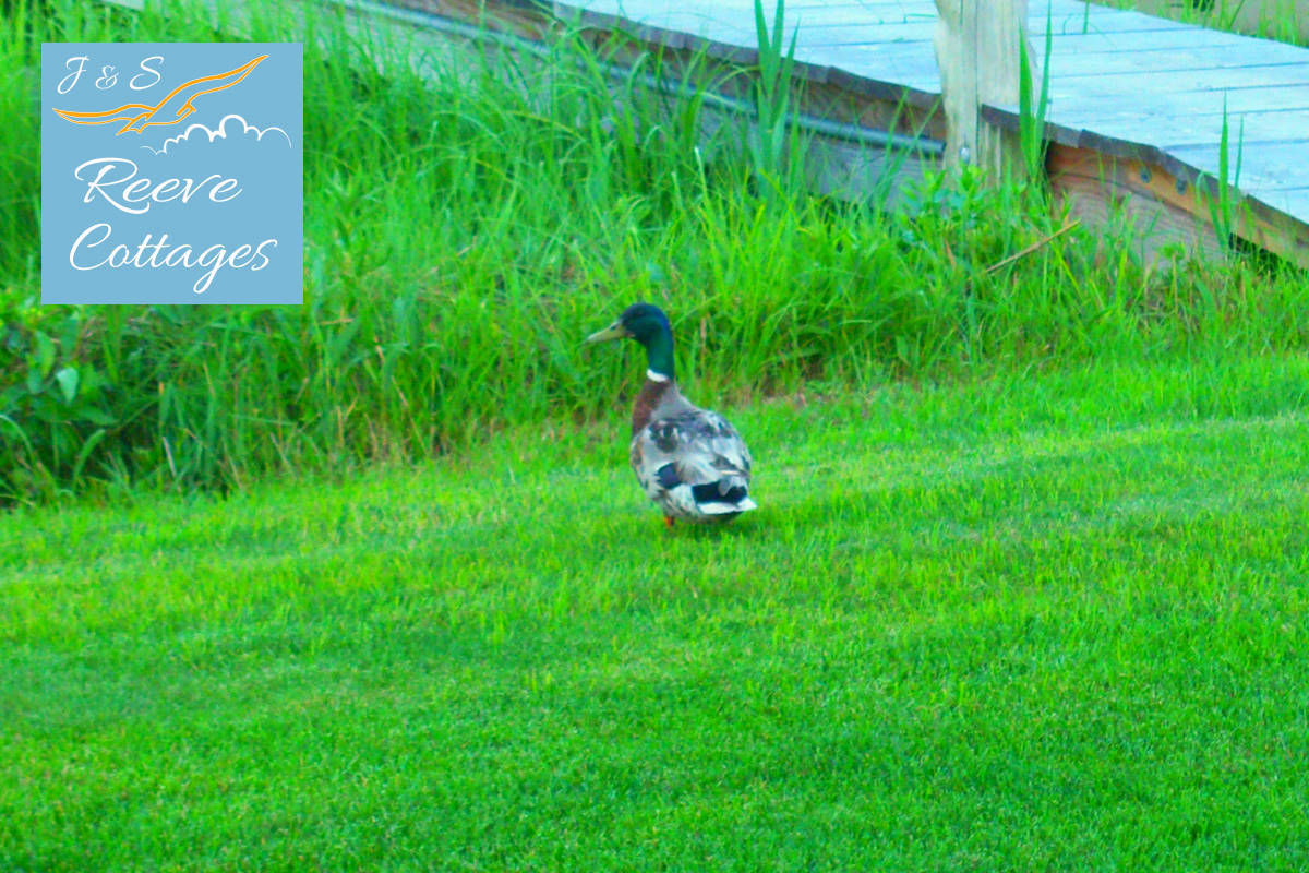 Mallard Duck on the grass of our Waterfront Vacation Rentals by J&S Reeve Cottages