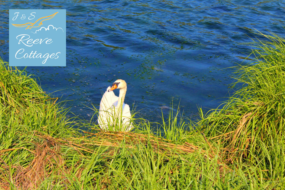 Frequent visitor Swan by our Waterfront Vacation Rentals by J&S Reeve Cottages 